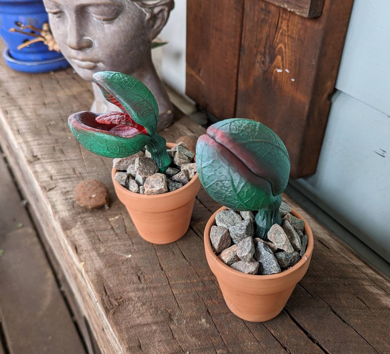 Scary carnivorous plant