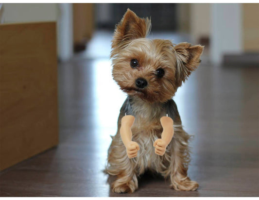 Human Dog Arms