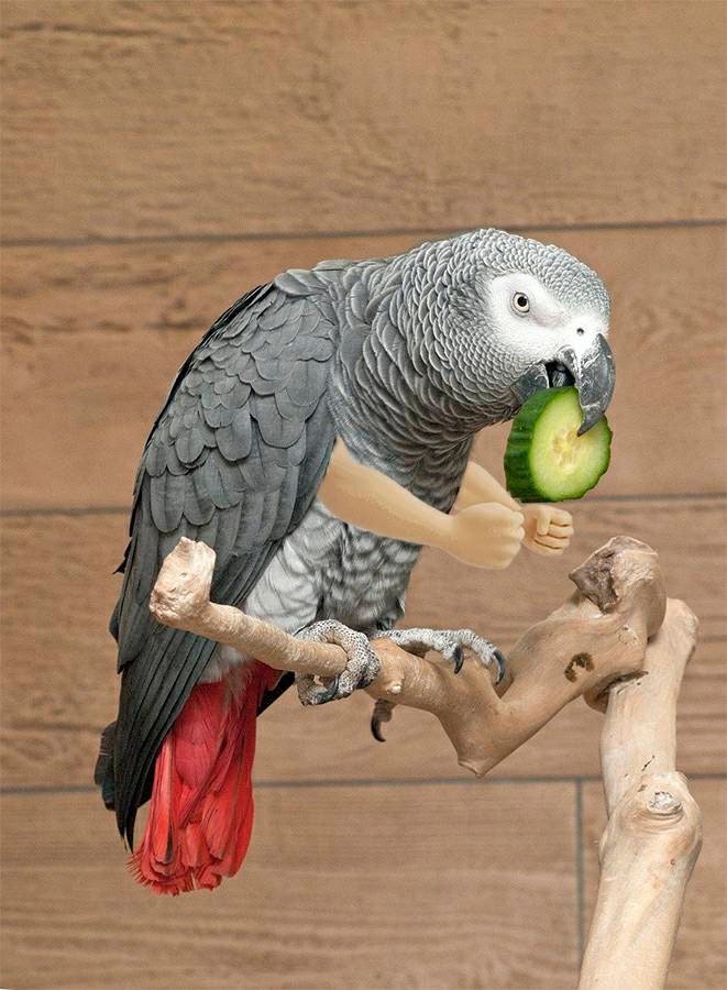 Bird Arms (Large)