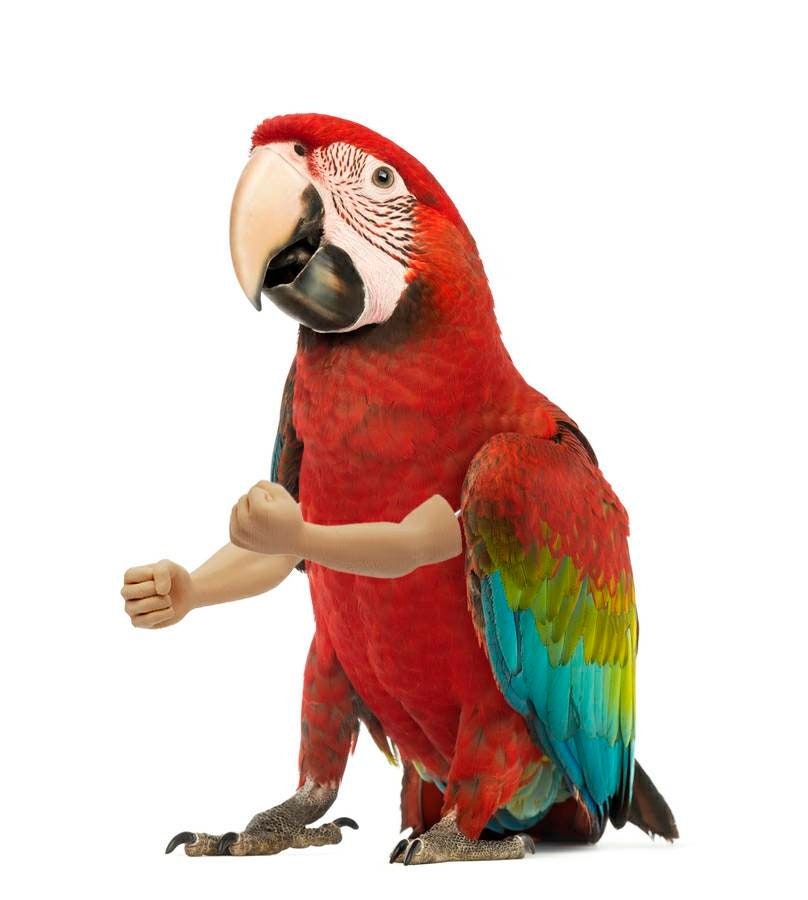 Bird Arms (Large)