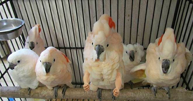 Bird Arms (Large)