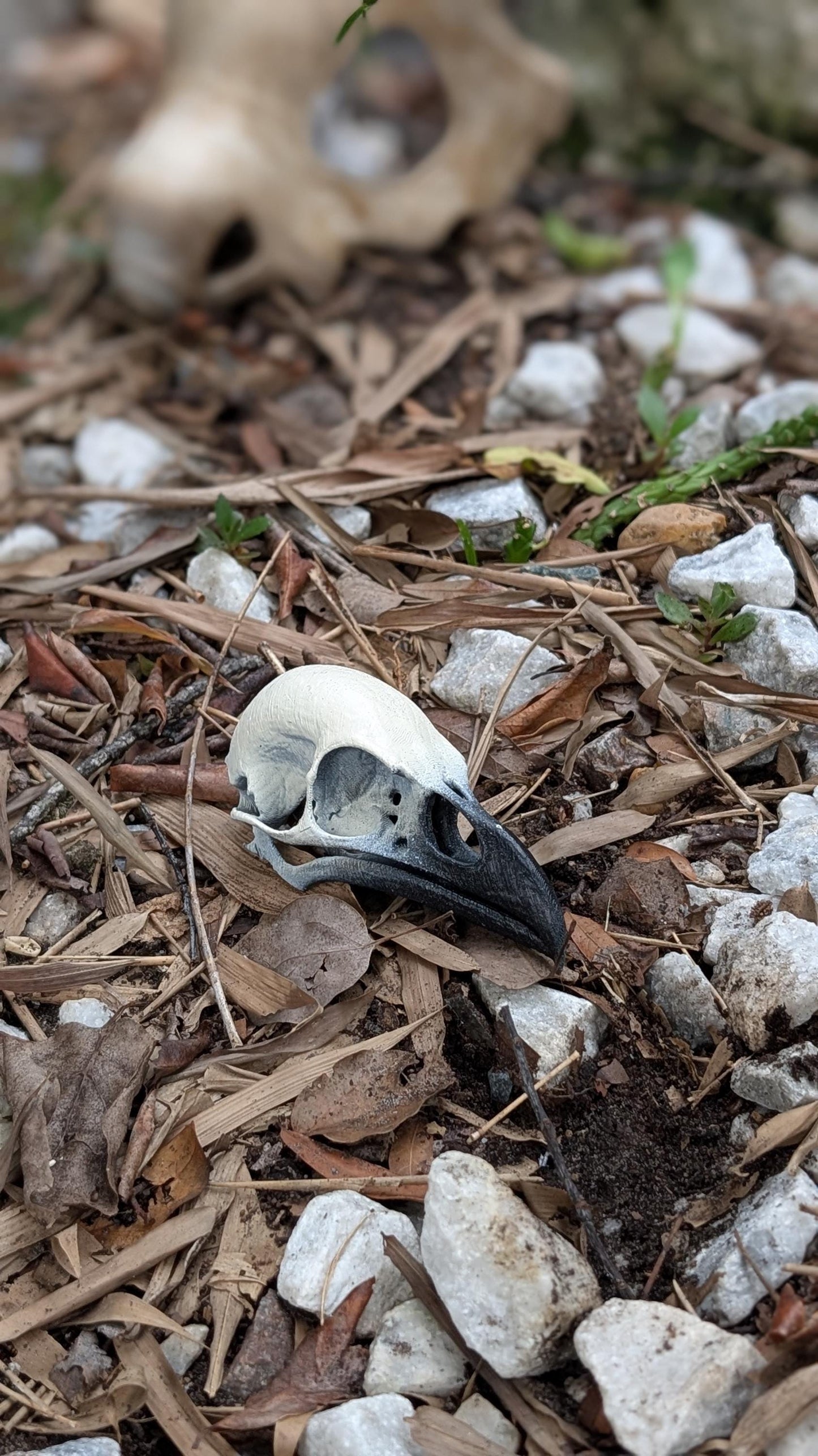 Detailed Raven Skull replica. 1:1 scale.