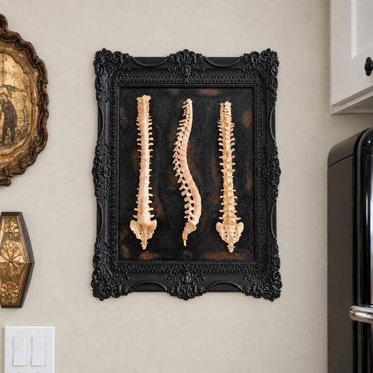 Beauty of Spines - Gothic Spine Wall Art in Ornate Black Frame — styled product image in the Gothic Rose Gallery