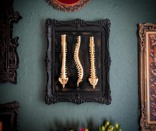 Beauty of Spines — Etsy gallery photo 1
