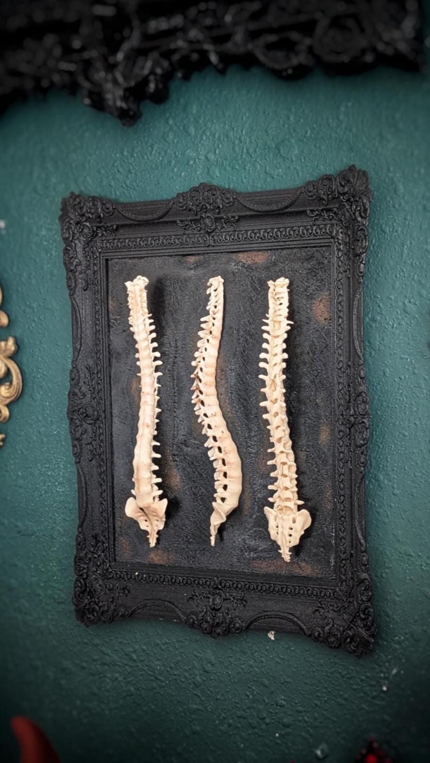 Beauty of Spines — Etsy gallery photo 3